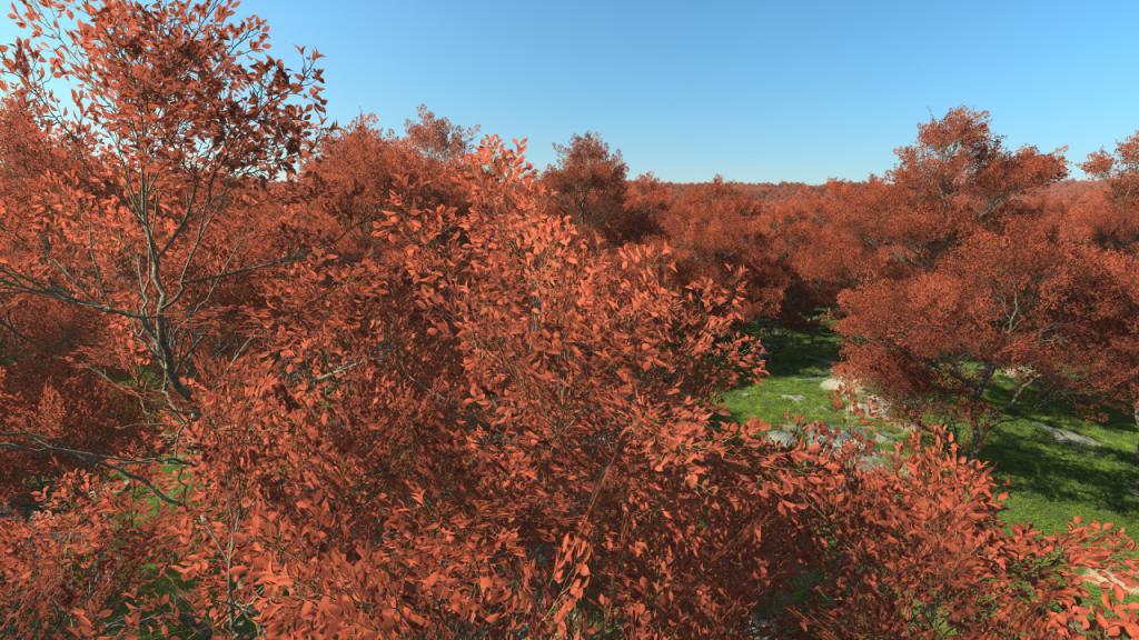 Prunus Trees