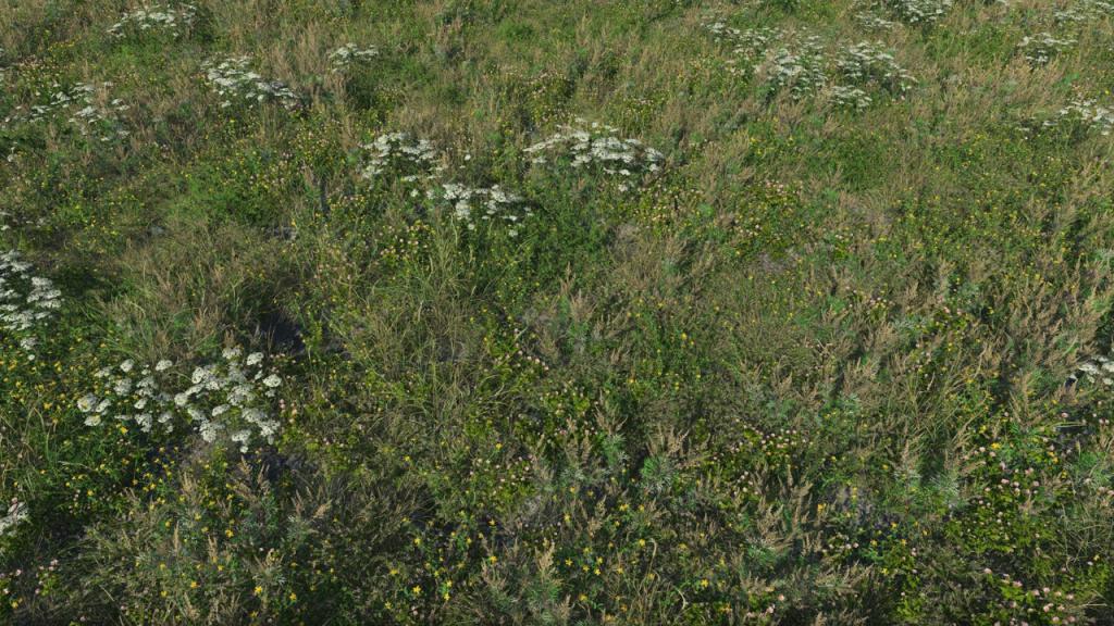 Wild Grass