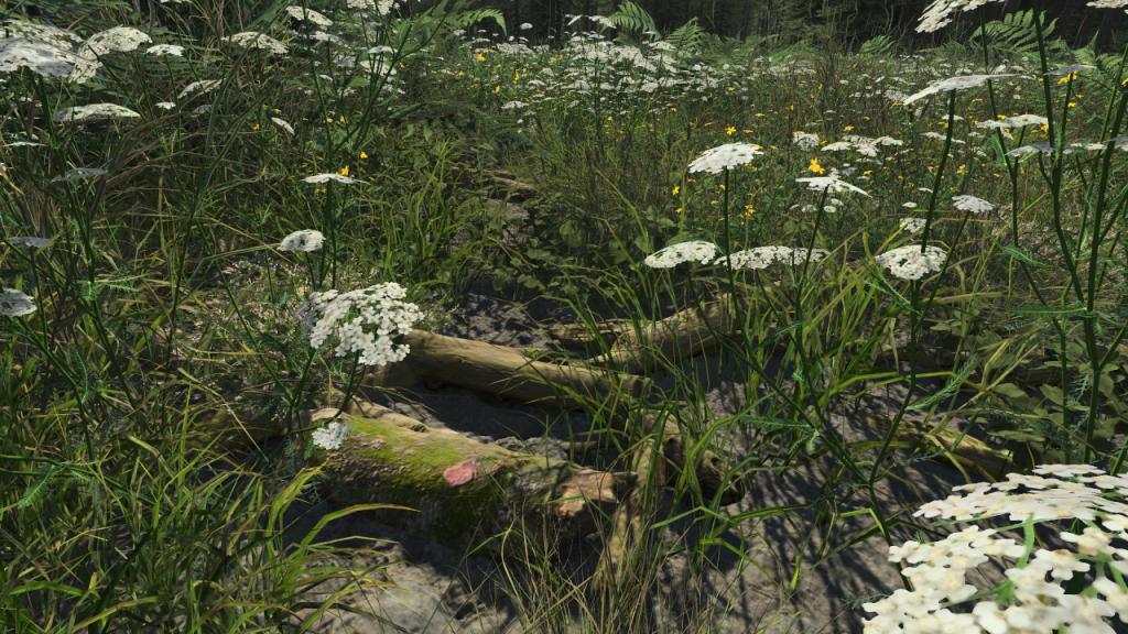 Forest Ground Branches