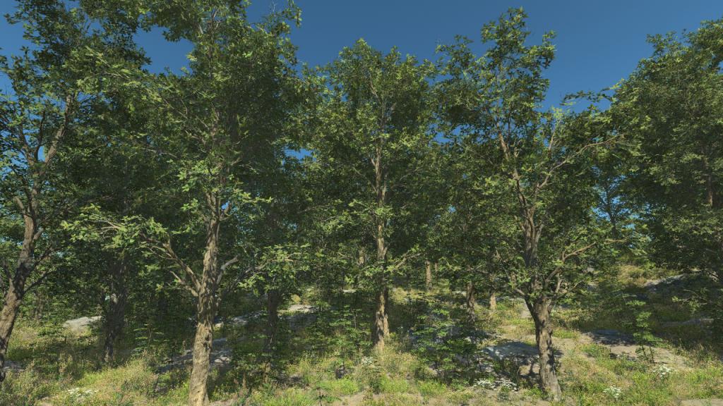 Holm Oak Trees