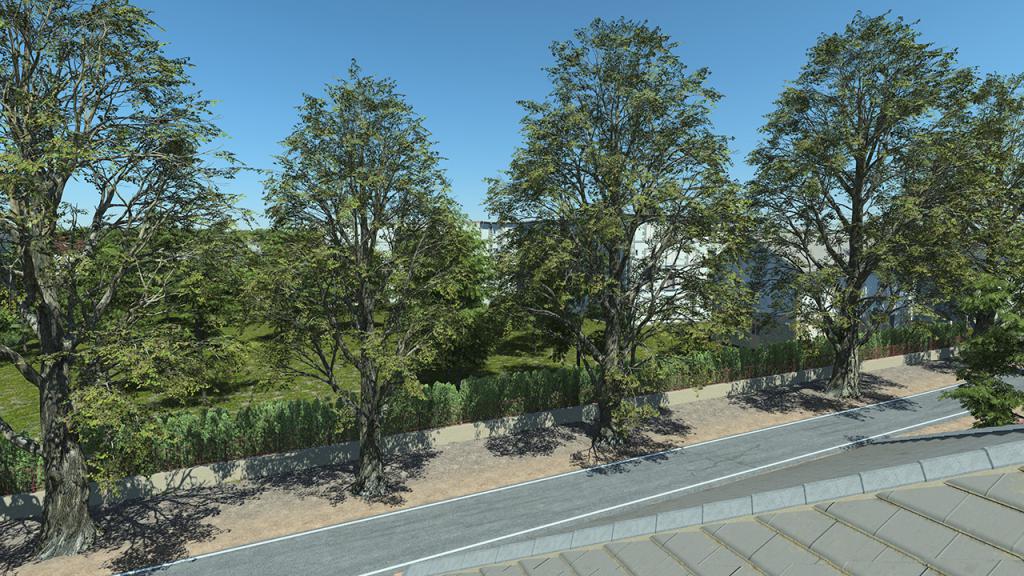 Black Poplar Trees