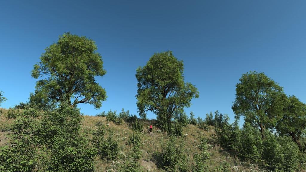 Salix Alba Trees