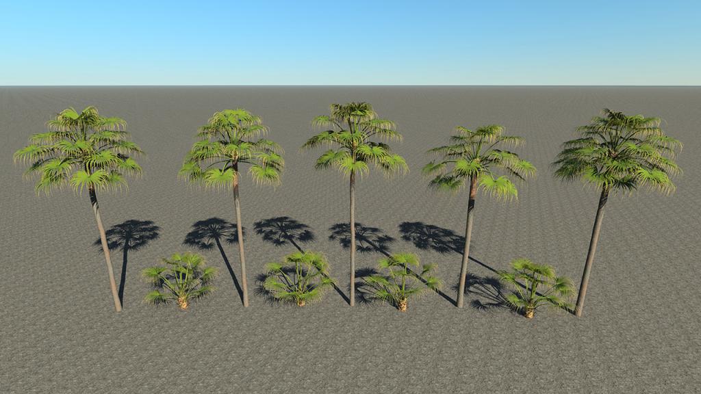 Fan Palm