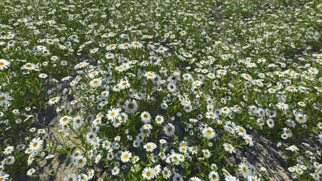 Daisies