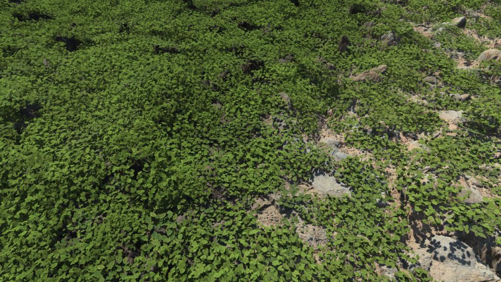 Small Forest Plants