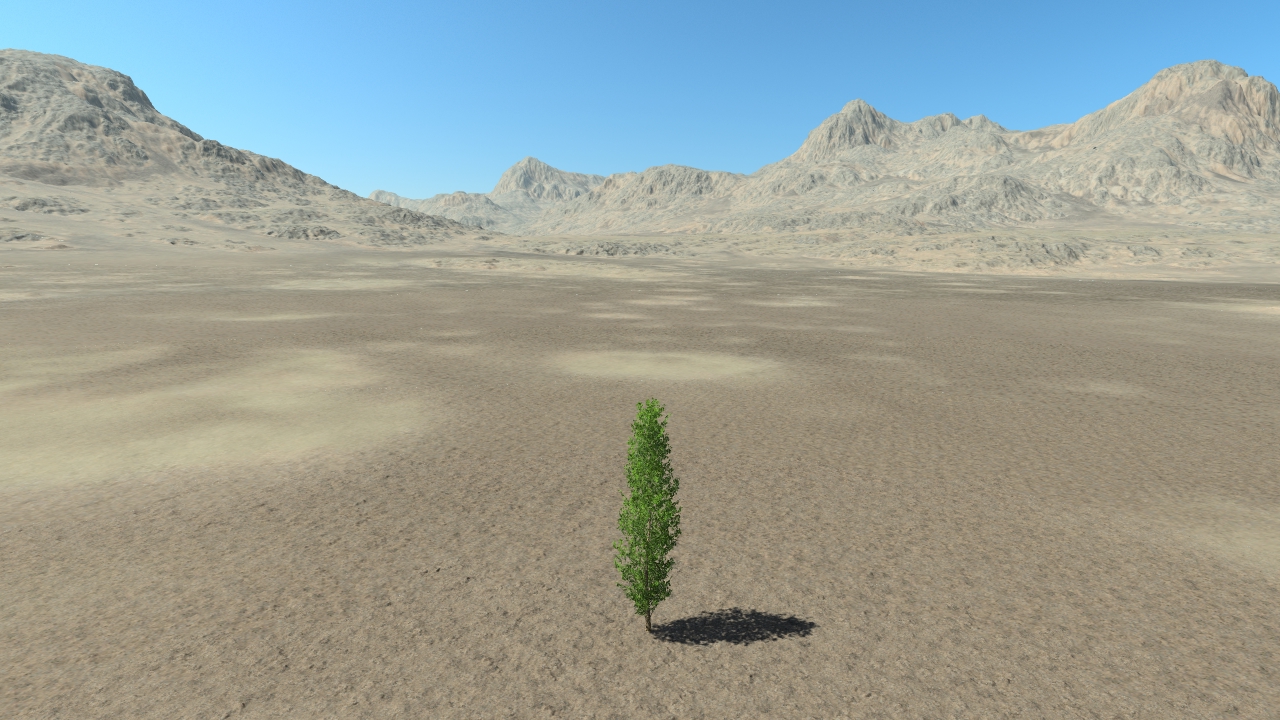 Summer poplar trees_6