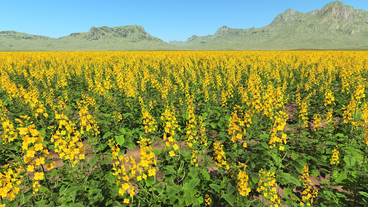 Rapeseed_0