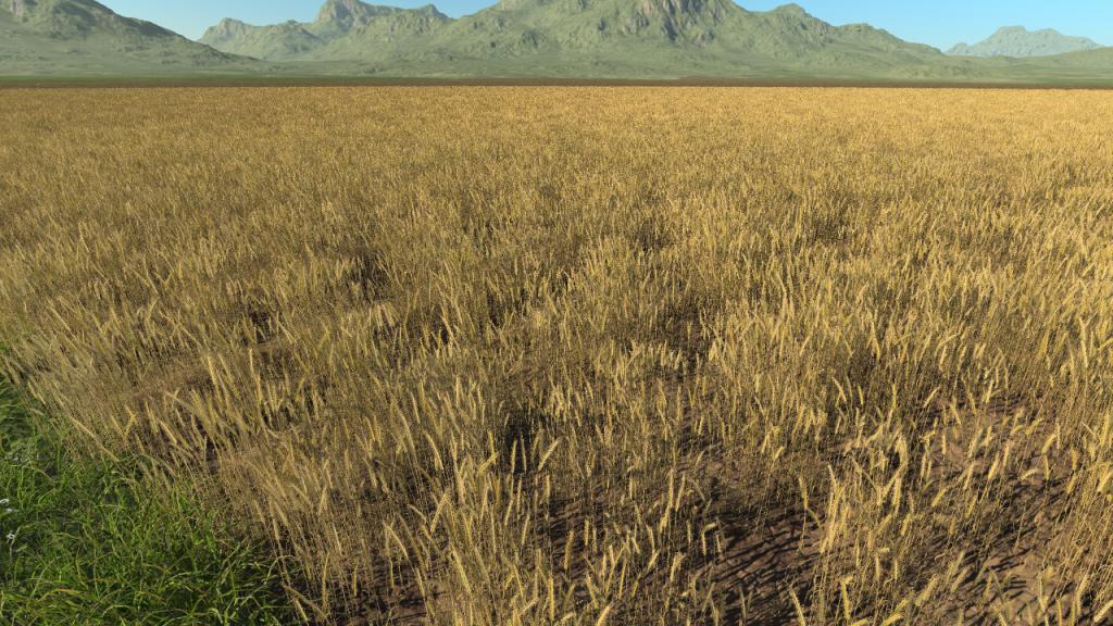 Wheat