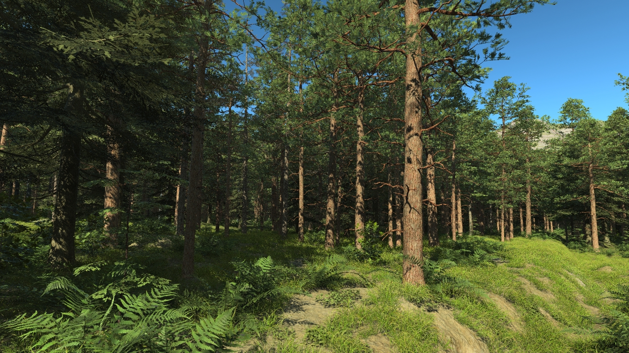 Pine forest_0