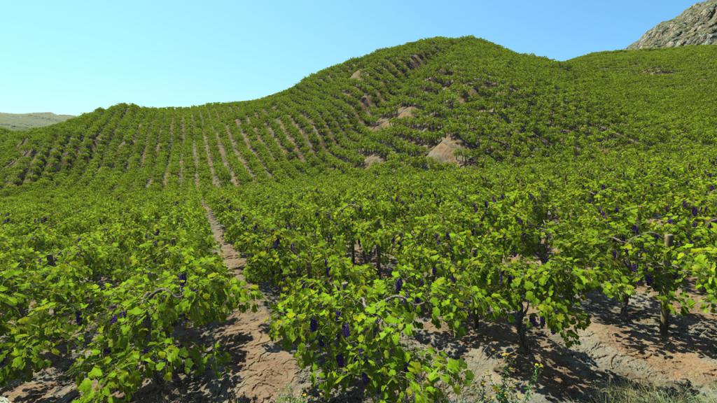 Grape vines