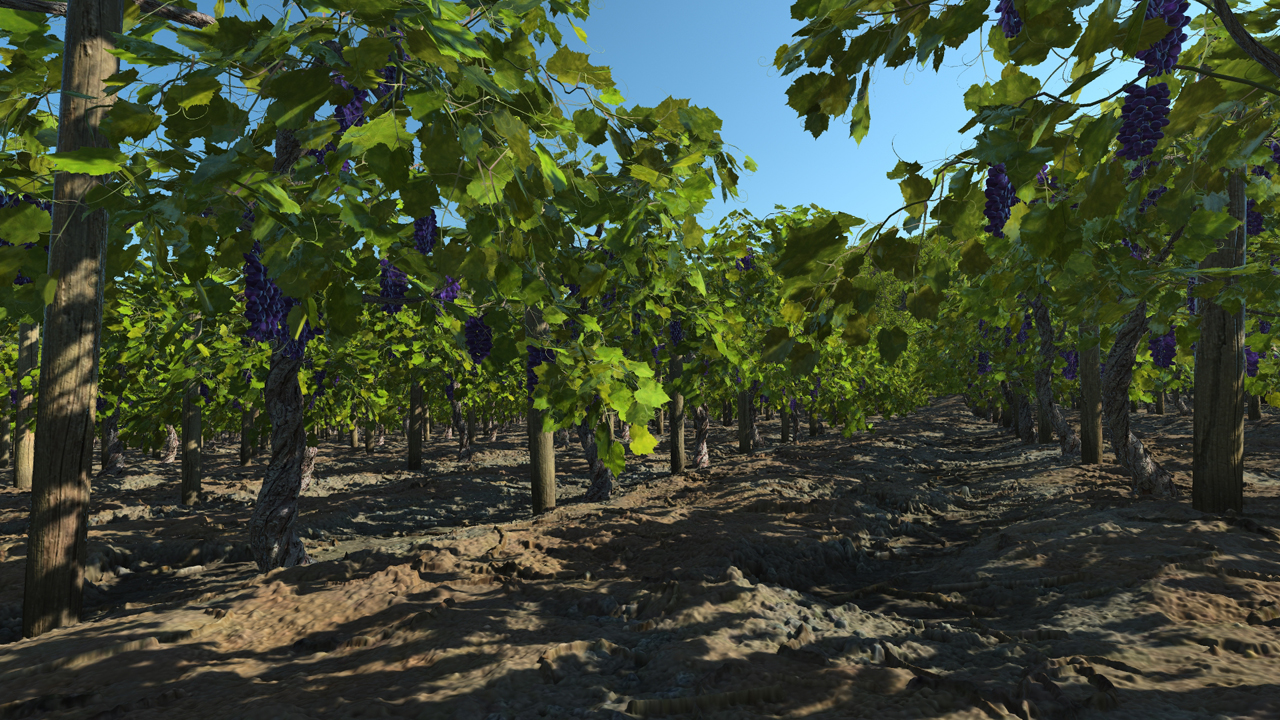 Grape Vines
