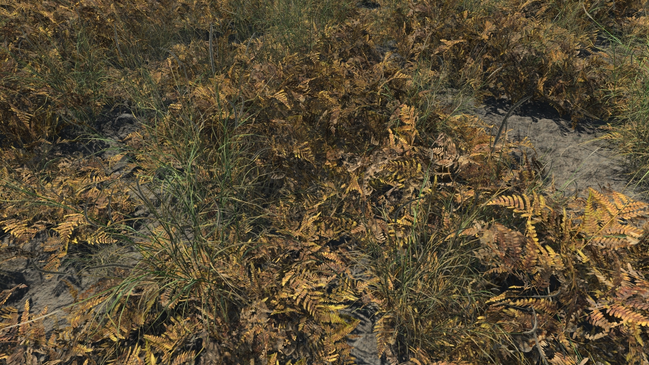 Dry ferns_1