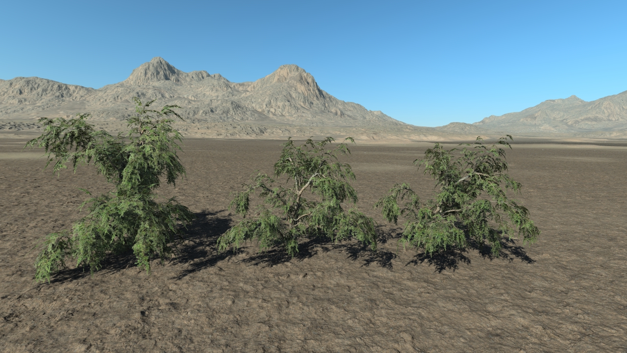 Wild Junipers_1