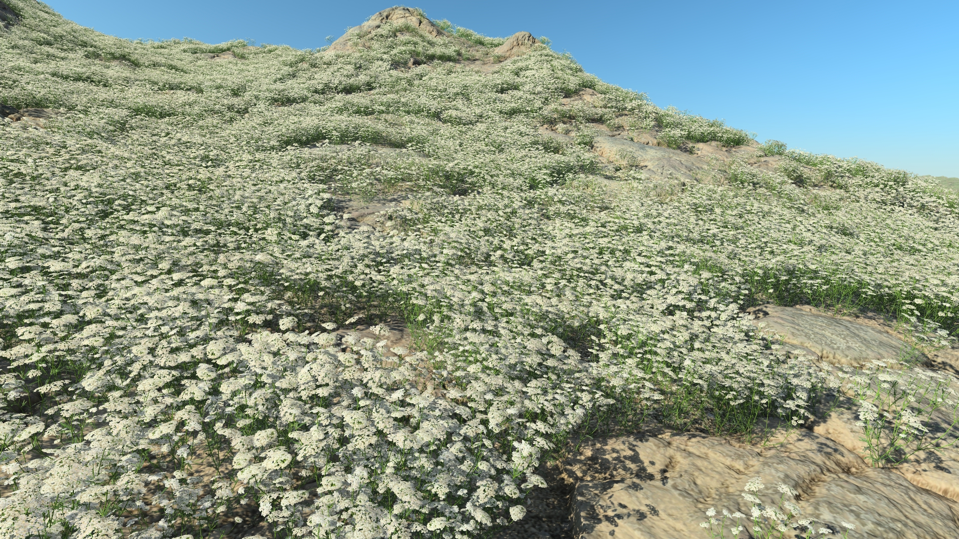 Summertime yarrow_0