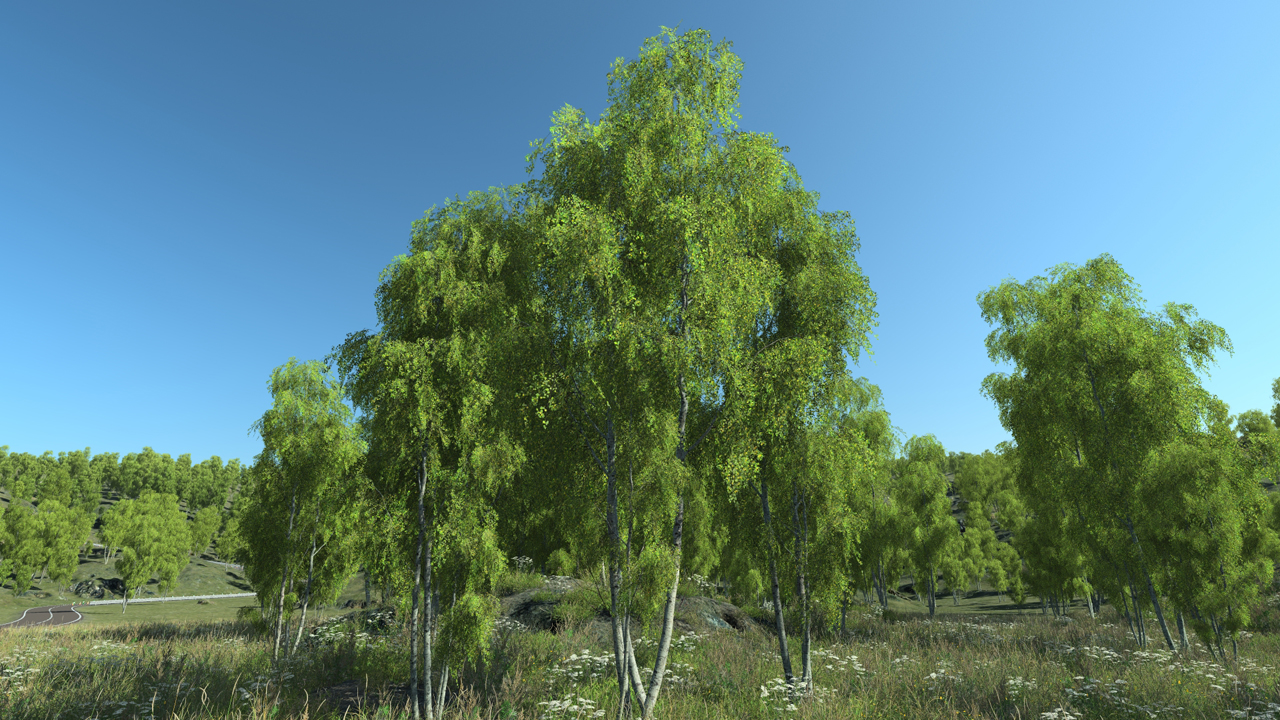Summer birch trees_0