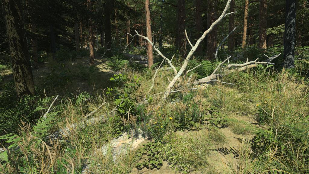 Fallen Scots Pine Trees