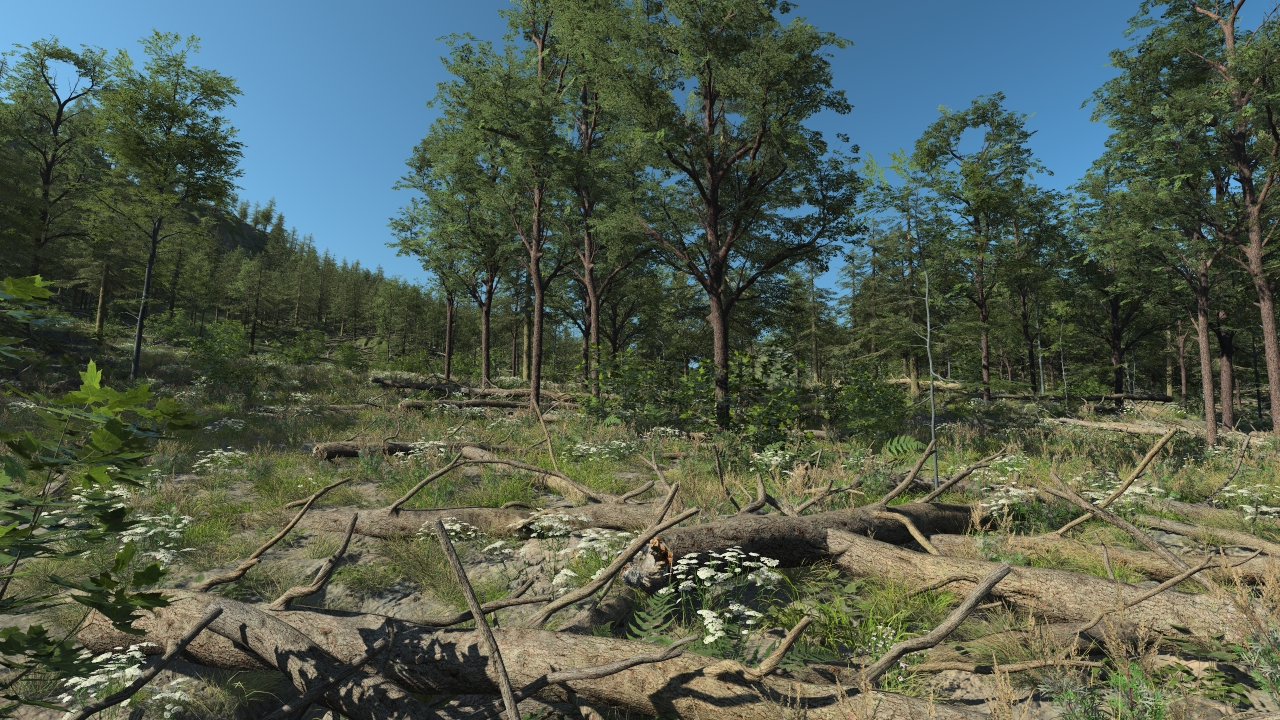 Fallen Fir Trunks_0