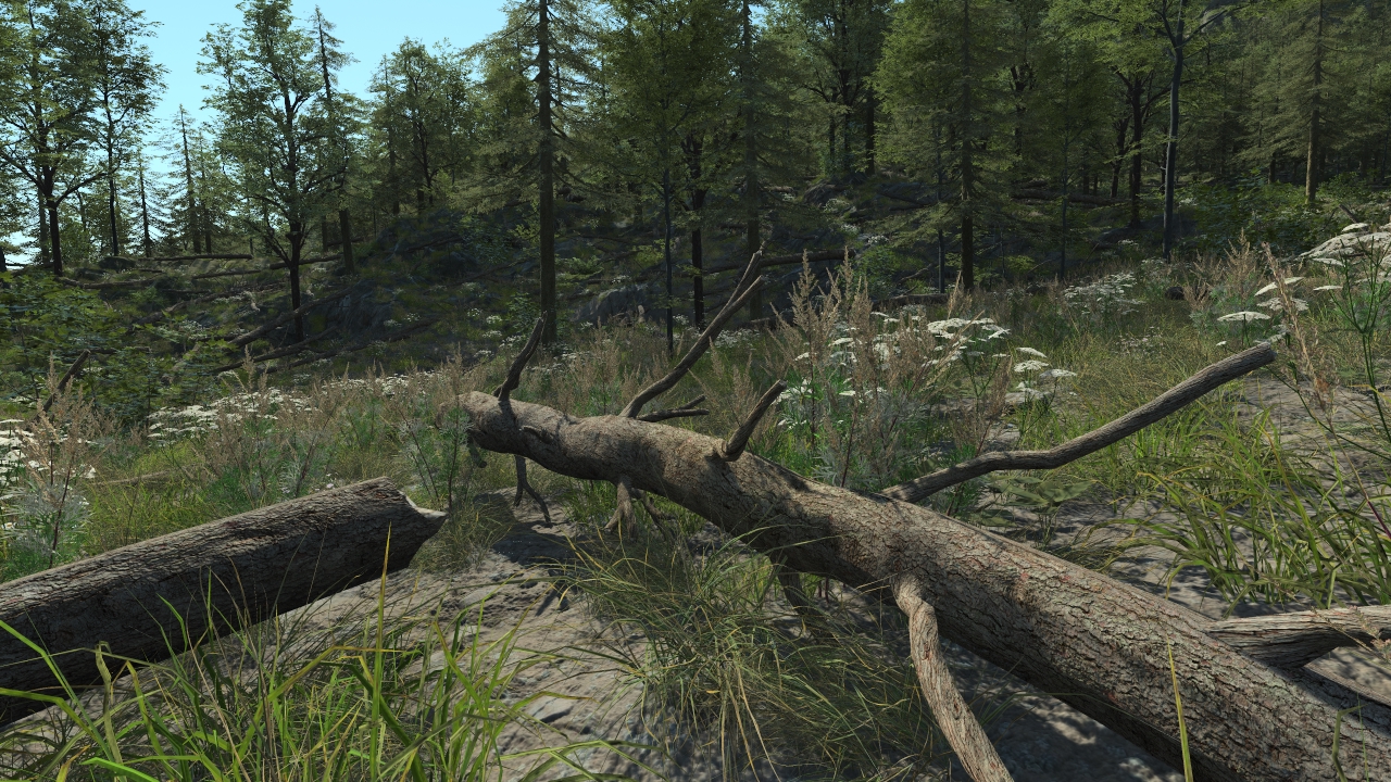 Fallen Fir Trunks_1