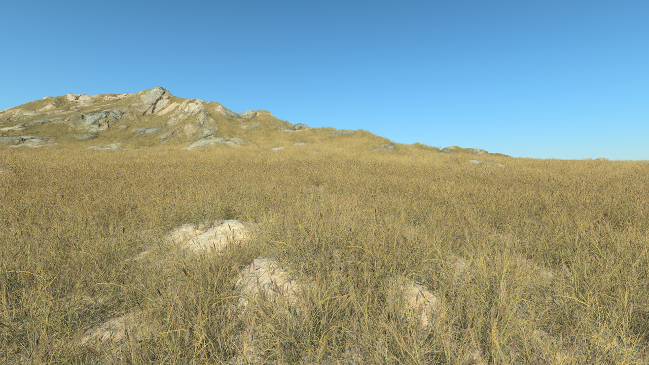 Dry Long Grass_1
