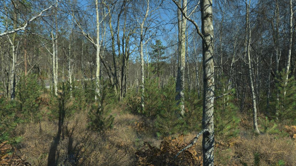 Wintertime Birch Trees