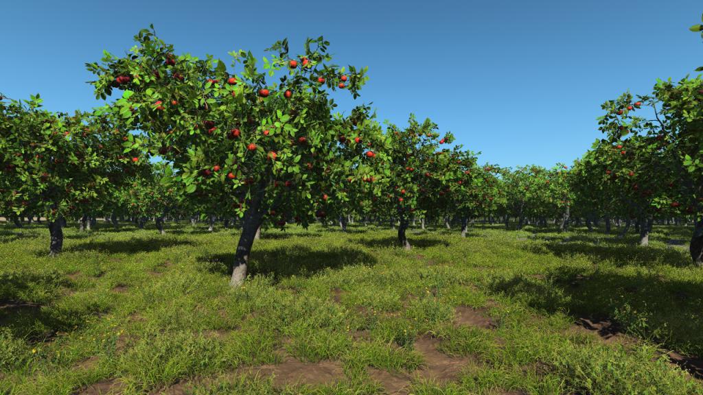 Apple orchard