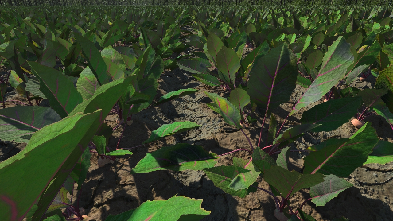 Beetroot_0