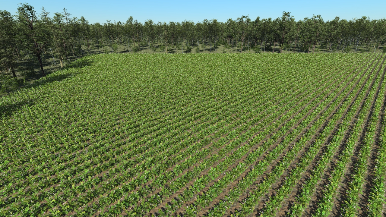 Potato_3