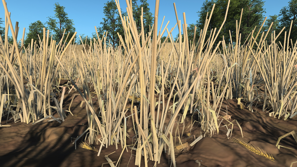 Harvested wheat straw
