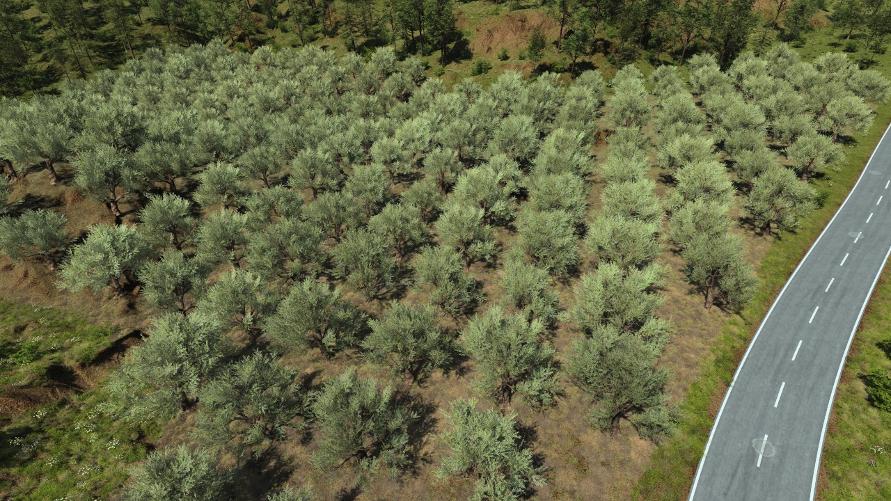 European olive trees_0