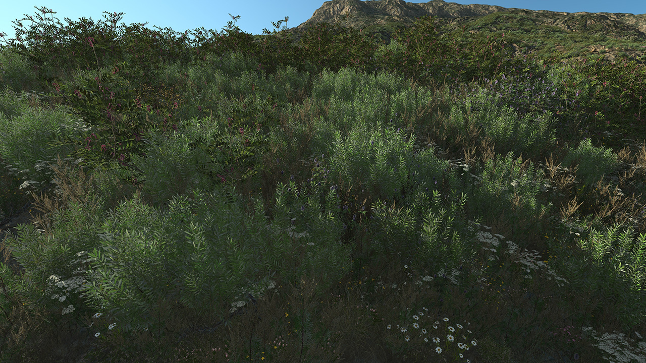 Olive Bushes_1