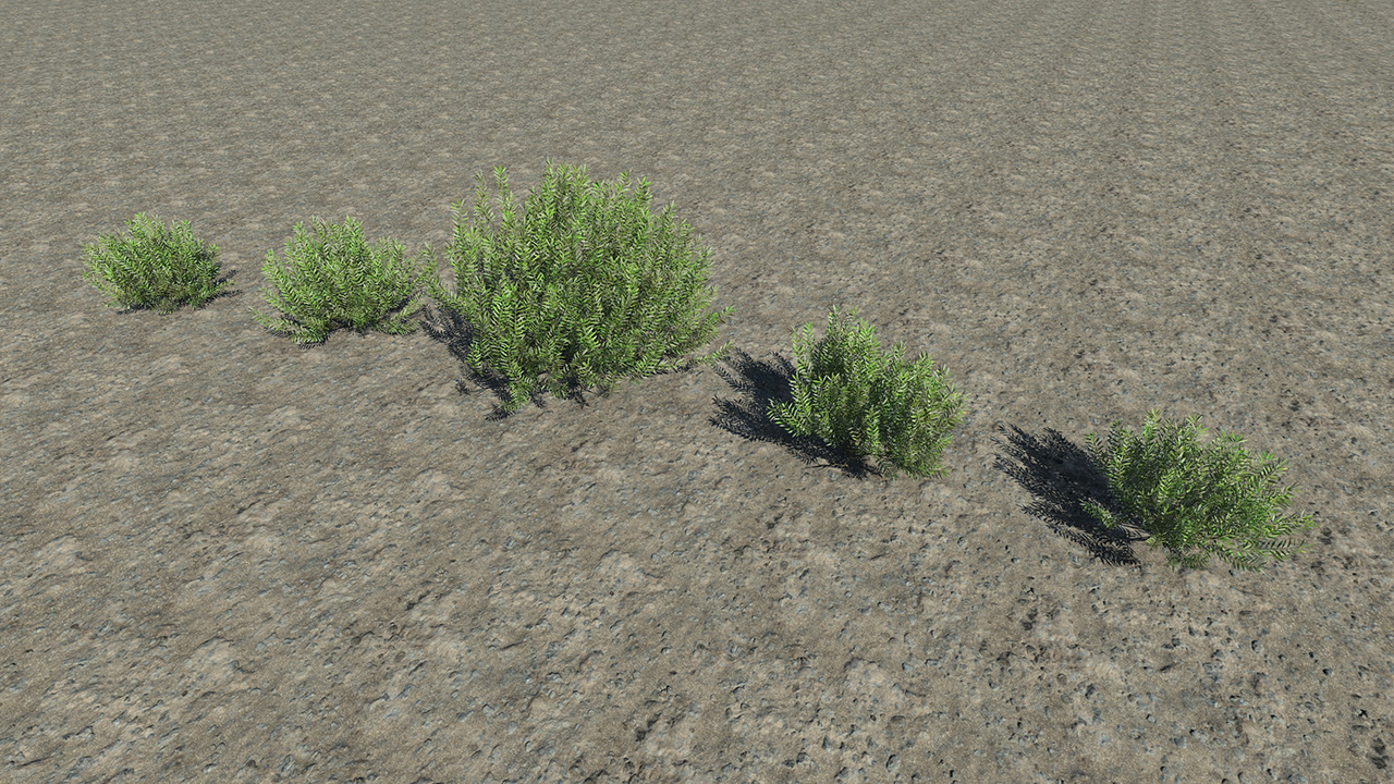 Olive Bushes_5