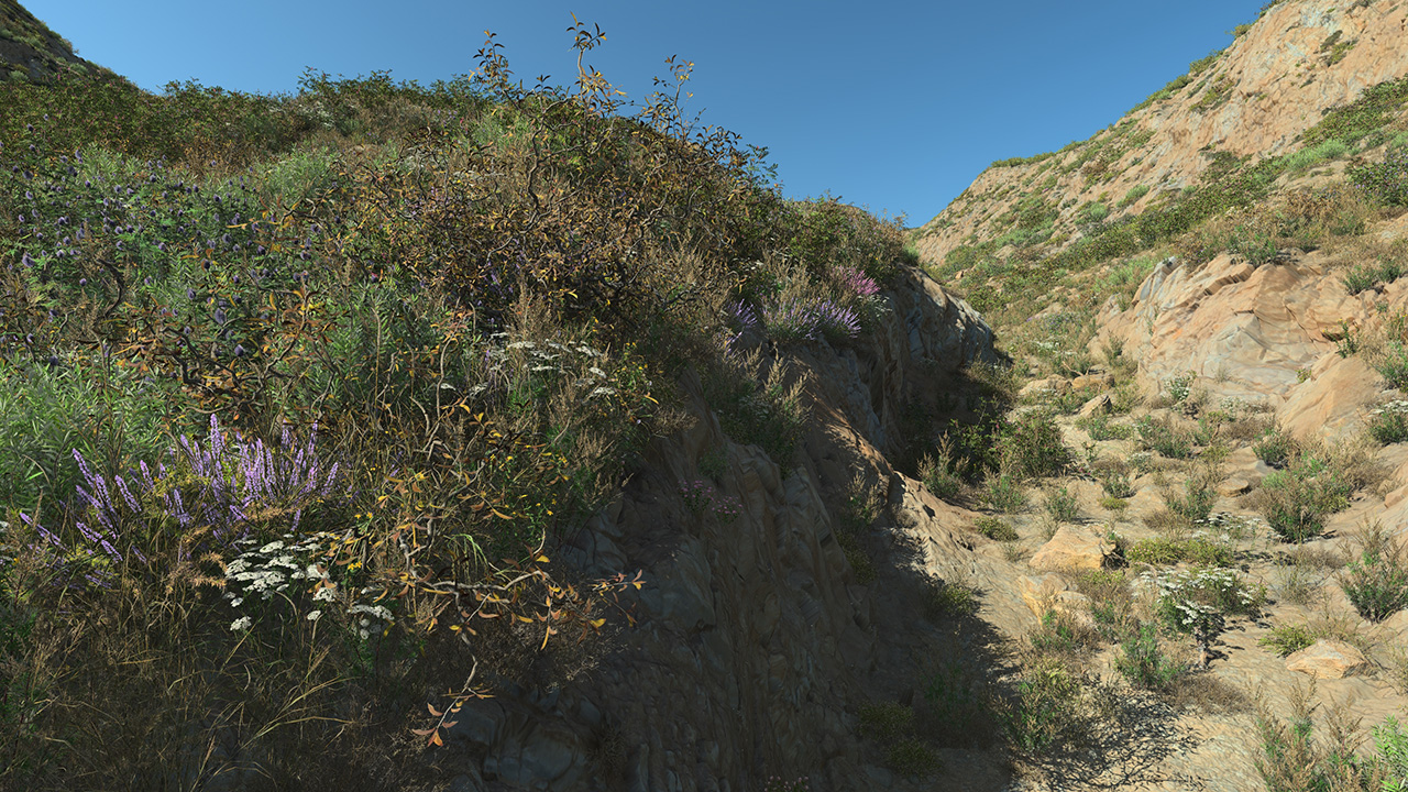 Dry Bushes_1