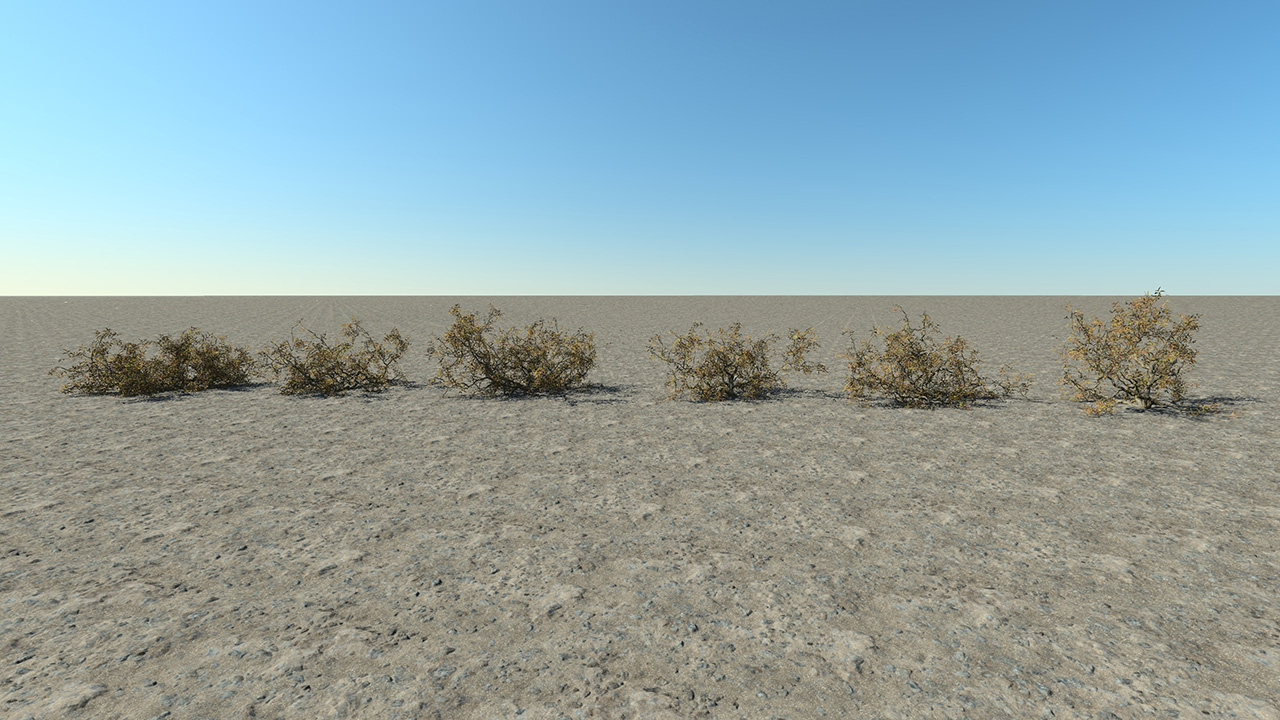 Dry Bushes_5
