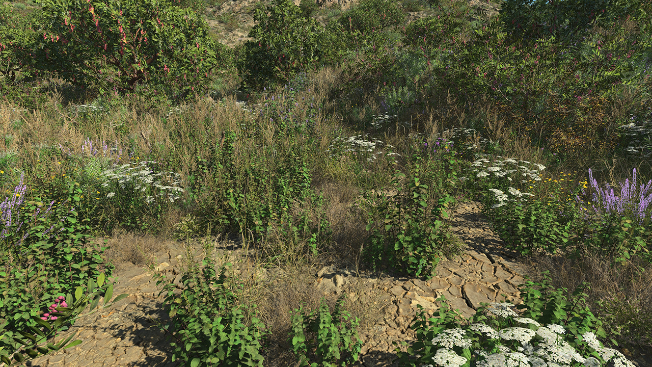 Wild Mint_2