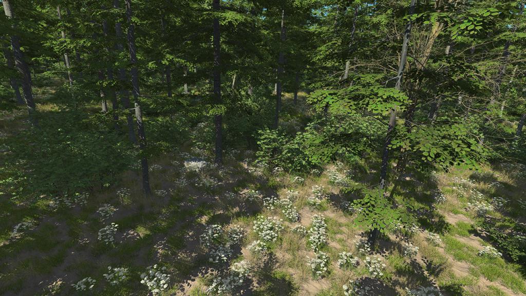 Forest Beech Trees