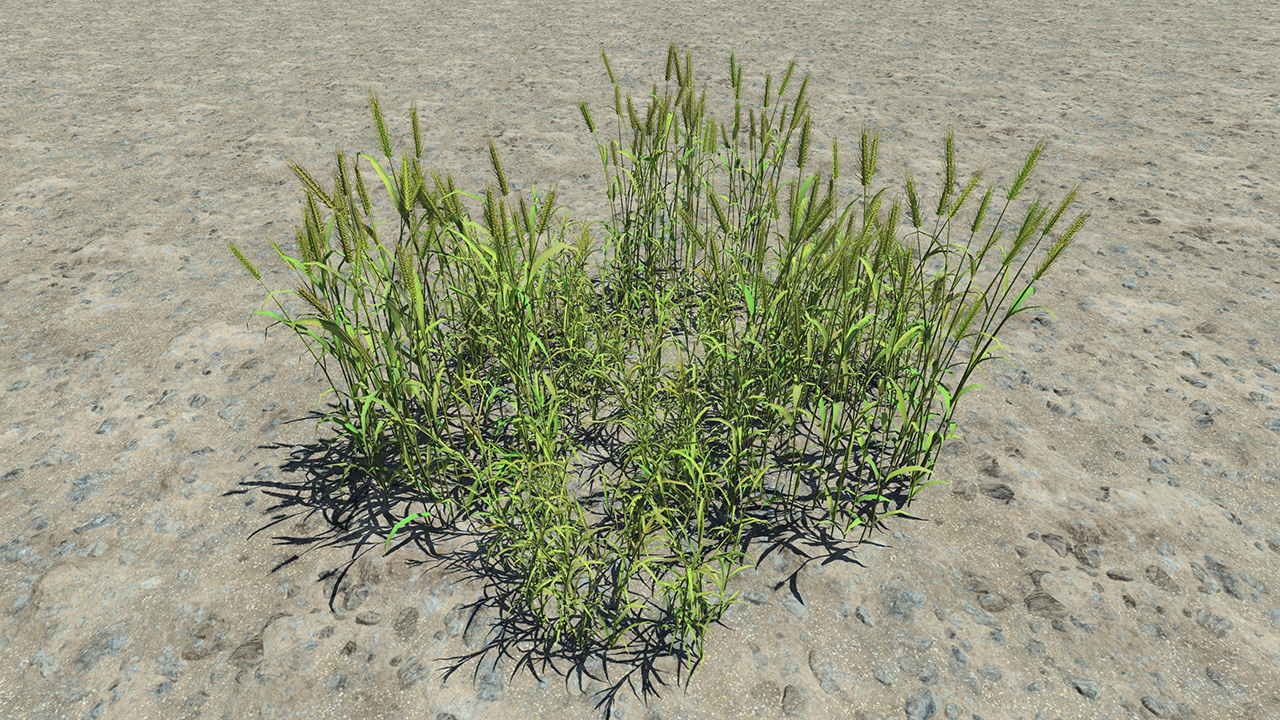 Green Wheat_2