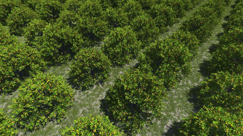 Orange Trees