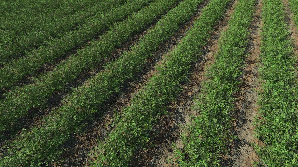 Lentils fields