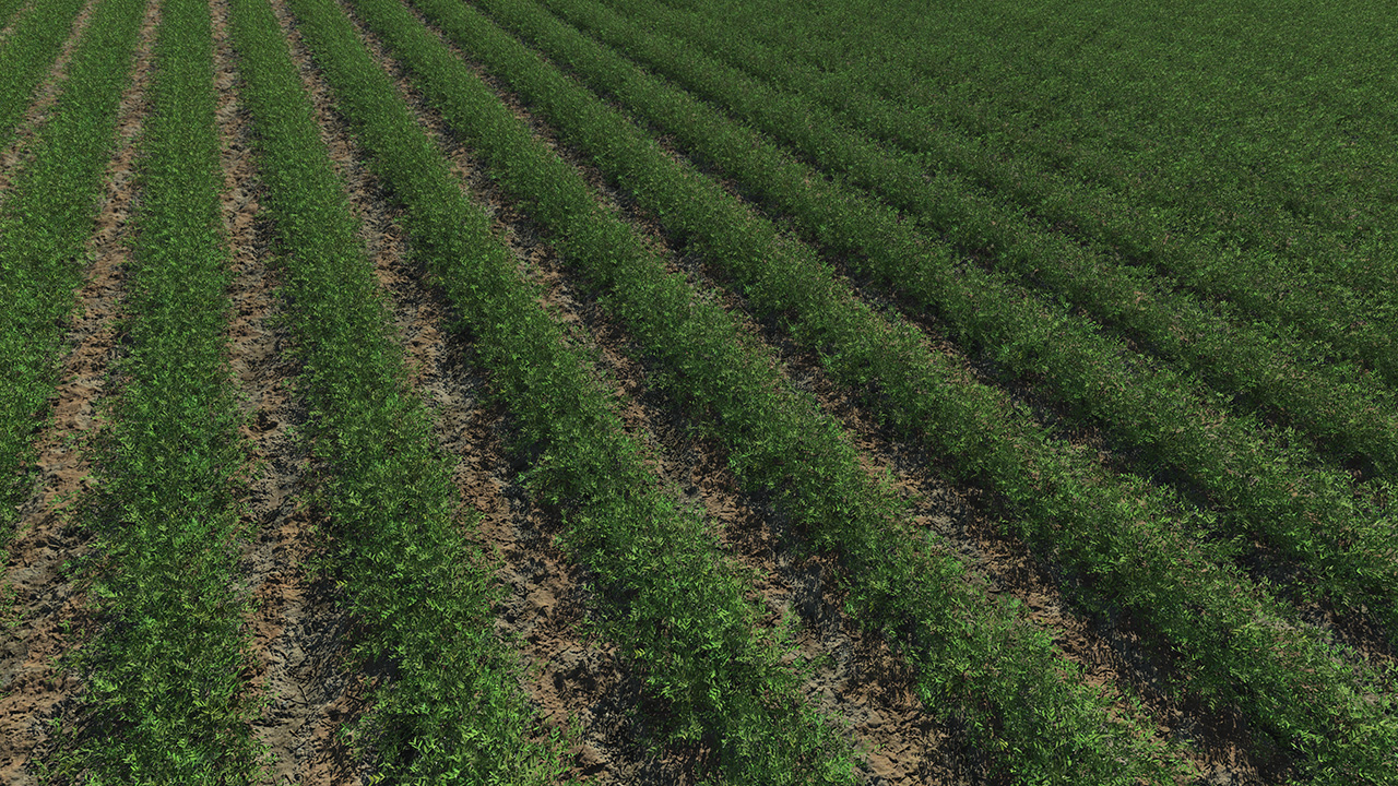 Lentils fields_0