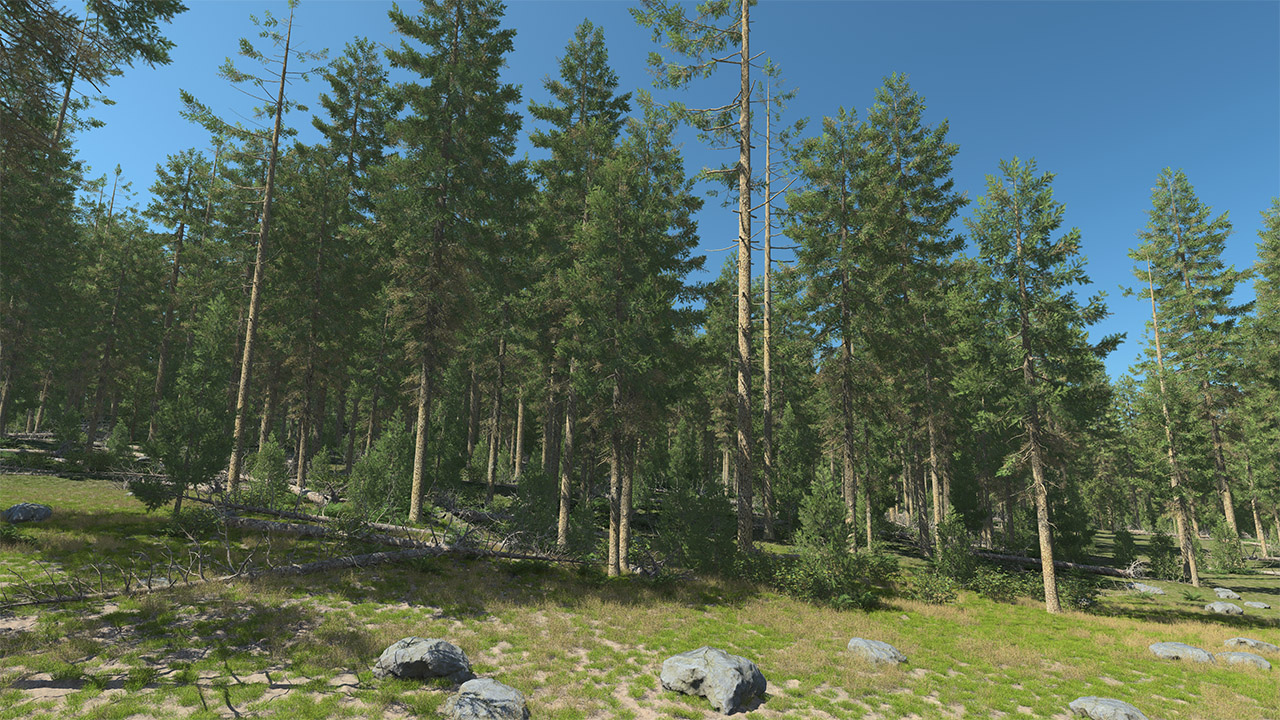 Douglas Fir Trees_0