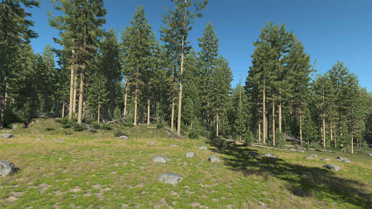 Douglas Fir Trees_5