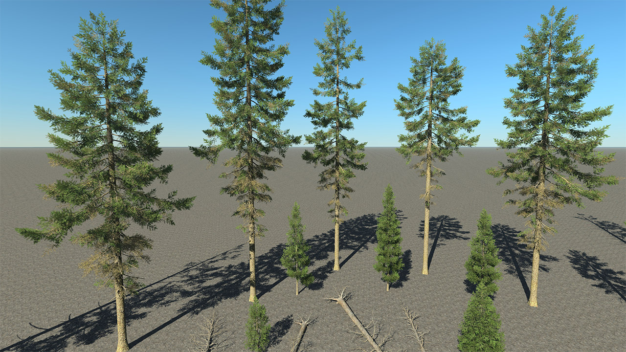 Douglas Fir Trees_8