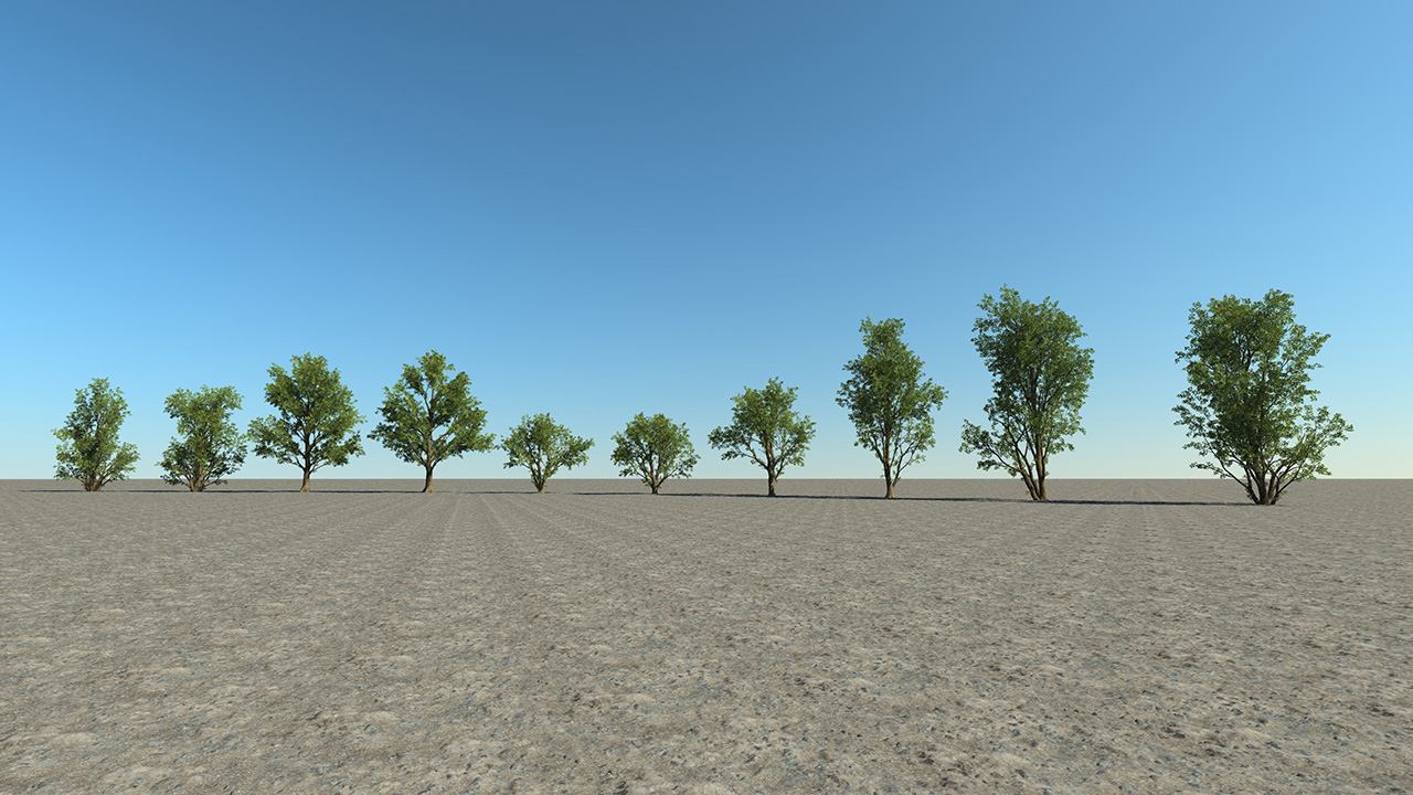 Black Alder Trees_5