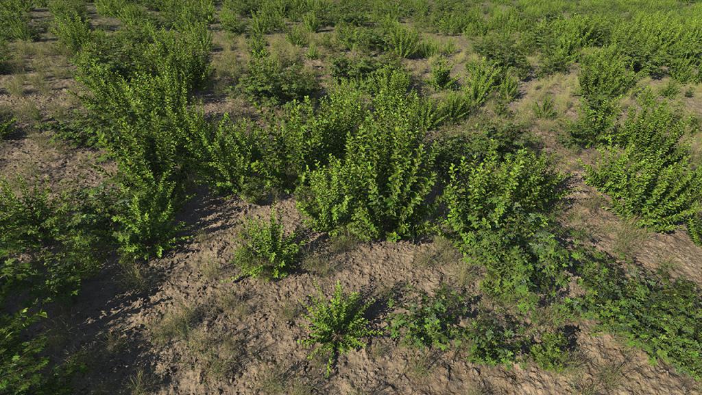 Crab Apple Roadside Bushes