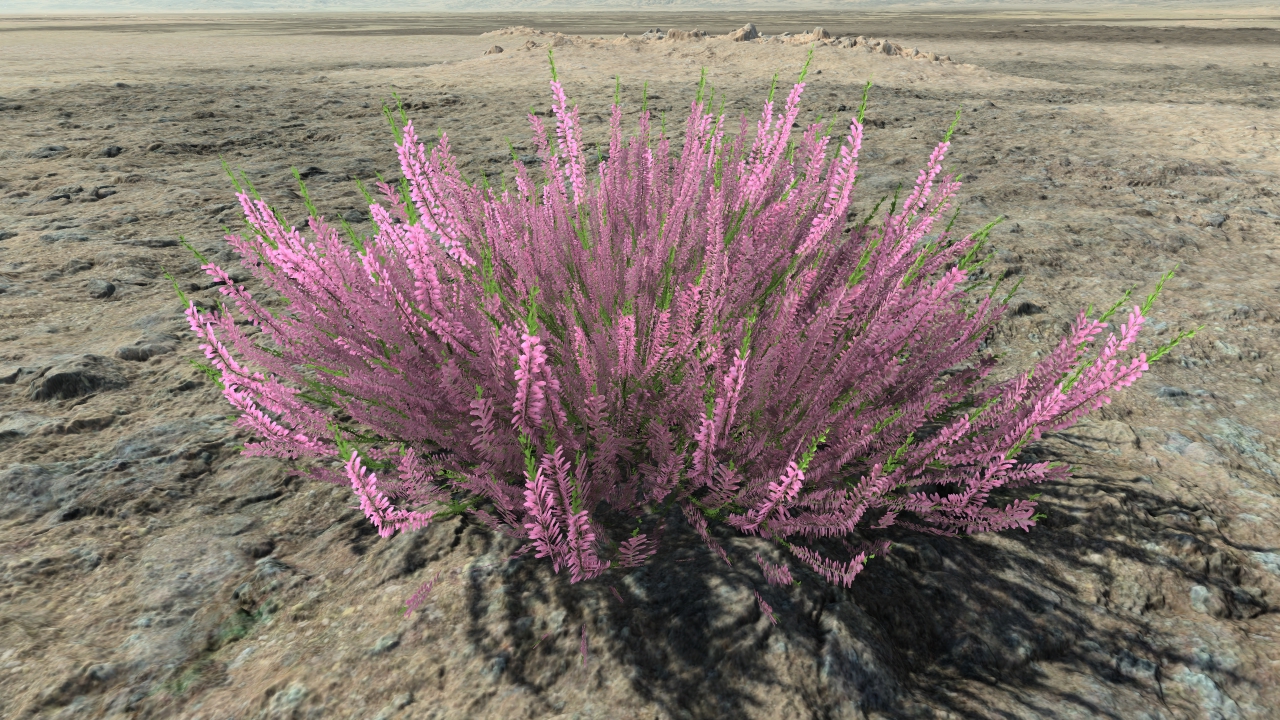 Wild callunas_3