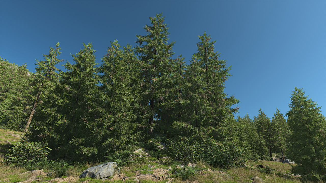 Spruce Trees_1