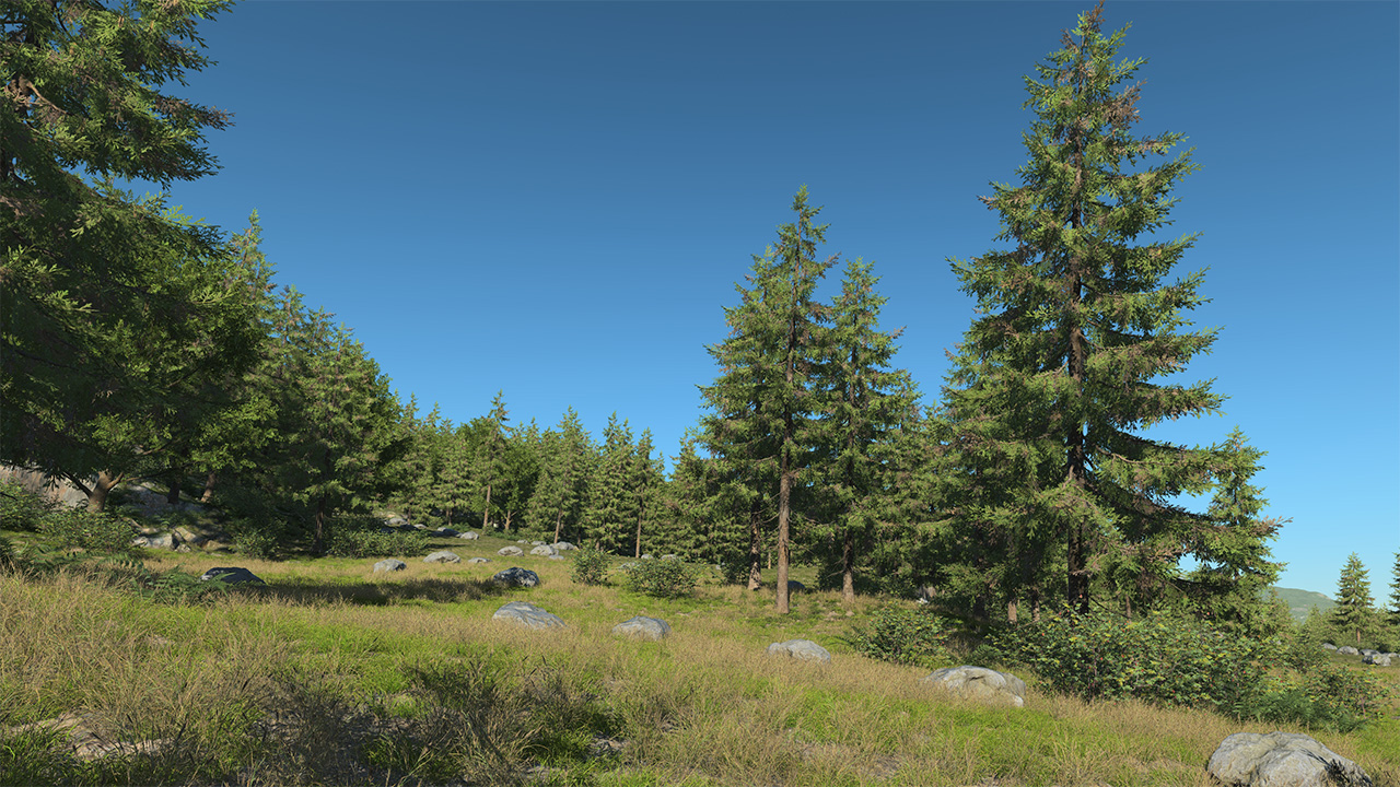 Spruce Trees_2