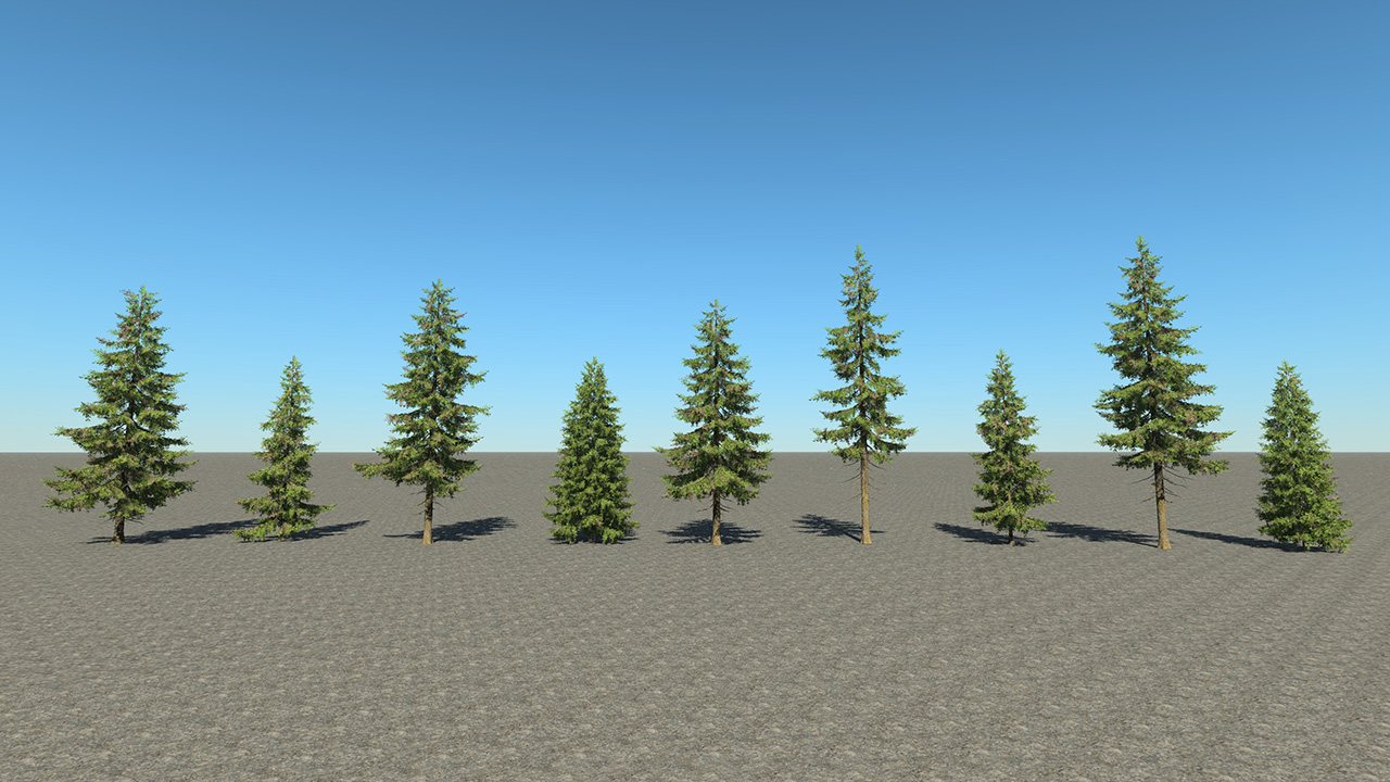 Spruce Trees_3