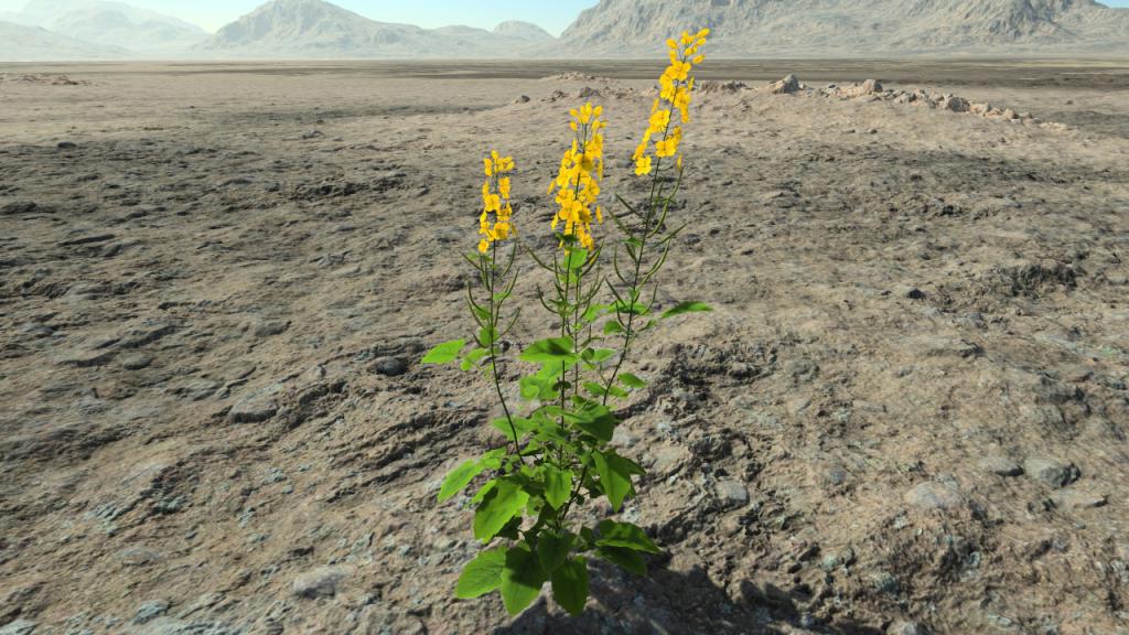 Rapeseed in flowers