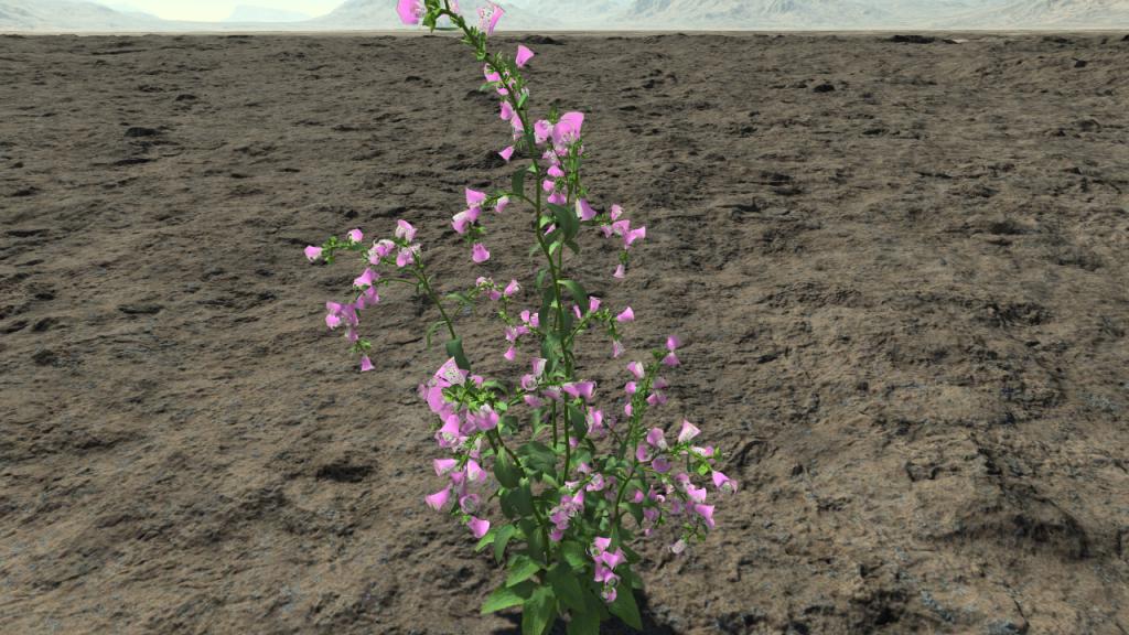 Digitalis thapsi